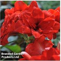 Amaryllis 'Double Dragon' - Flowering Bulb with Dramatic Double Blooms