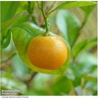 Kumquat Citrus Fruit Tree - Evergreen, Fragrant, Edible Fruits