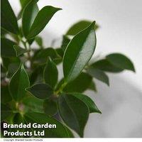 Bonsai Ficus Tree in Ceramic Saucer - Indoor Evergreen, Low Maintenance