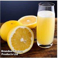 Citrus paradisi Grapefruit Tree - Hardy Fruit Tree for Patio & Garden