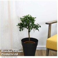Mandarin Citrus Tree - Fruit-Bearing, Evergreen, Fragrant Flowers