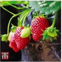 Strawberry 'Flamenco' - Ever-Bearing Fruit Plant for Beds & Containers (Up to 20 Plants)