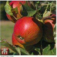 British Apple Tree Collection - 3 Dwarf Fruit Trees for Easy Home Growing