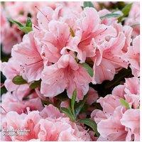Rhododendron Encore 'Sunburst' Semi-Evergreen Flowering Shrub - Biannual Blooms, Up to 3 Plants