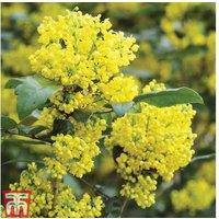 Mahonia Aquifolium Evergreen Shrub - Year-Round Colour & Berries