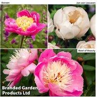 Pretty Peony Collection - 3 Hardy Perennial Flowering Plants