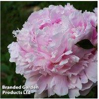 Peony 'Dinner Plate' Perennial - Shell-Pink Flowering Plant, 1 or 3 Pack