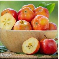 Apple 'Apistar' Bare Root Fruit Tree - Hardy, Unique Star-Shaped Apples