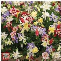 30 Perennial Flowering Plants Collection - Vibrant, Hardy & Long-Lasting