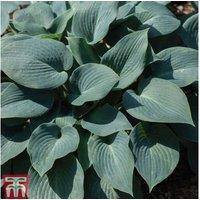 Bare Root Hosta Perennial Plants - Lush Foliage for Shade