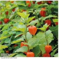 Physalis Chinese Lantern Perennial Plants - Vibrant Autumn Colour & Edible Berries