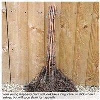 Raspberry Full Season Plants - British-Bred, Heavy Cropping Canes