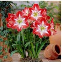 Amaryllis Flowering Indoor Bulb Collection - 4 Vibrant Bulbs