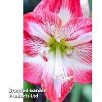 Amaryllis Minerva Indoor Flowering Bulb - Striking Red Blooms, 45cm Tall