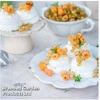 Raspberry 'All Gold' - Autumn Fruiting Yellow Raspberry Plants (3 or 6 Pack)