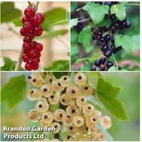 Currant Fruit Collection - 3 High-Yield Berry Bushes, Bare Root