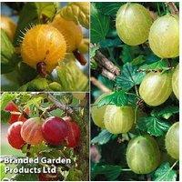 Gooseberry Fruit Bush Collection - 3 Varieties for Summer Harvest
