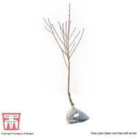 Nectarine 'Fantasia' Fruit Tree - Frost-Resistant, Early Harvest