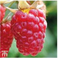 Raspberry 'Glen Prosen' Canes - Thornless, Heavy Cropping, Summer Fruiting