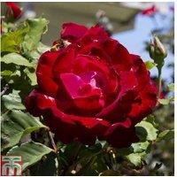 Hybrid Tea Rose 'Breeder's Choice' Collection - 3 Flowering Shrubs