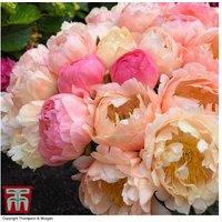Peony 'Coral Sunset' - Perennial Flowering Plant for Gardens