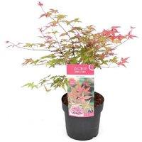 Acer palmatum 'Beni-Maiko' Japanese Maple Tree - 3L Pot