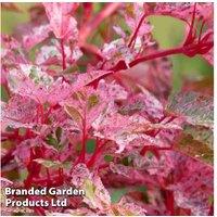 Acer Conspicuum 'Red Flamingo' Japanese Maple Tree - 3L Pot, Striking Pink-Striped Foliage