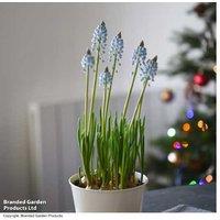 Muscari 'Early Bird' Flowering Bulbs in Zinc Pot - Spring Perennial