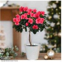 White Azalea Standard Gift Plant - Flowering Evergreen Shrub