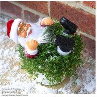 Soleirolia 'Mind Your Own Business' Santa - Festive Indoor Plant Gift