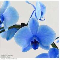 Phalaenopsis 'Circle Blue' Orchid - 2 Stems in Decorative Pot