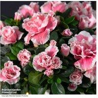 Azalea 'Pink & White Bicolour' Evergreen Flowering Shrub in Decorative Pot