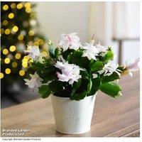 White Christmas Cactus 'Salvado' - Flowering Indoor Succulent Gift