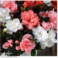 Azalea 'Quartet' Flowering Indoor Shrub - Gift Plant (1 or 2 Pots)