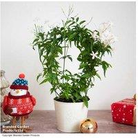 Scented Jasmine Hoop Plant - Flowering Evergreen Indoor Gift