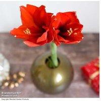 Red Amaryllis Flowering Bulb in Decorative Globe Pot - Indoor Gift Plant