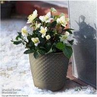 Hellebore 'Christmas Carol' - Evergreen Winter Flowering Perennial (1, 2 or 3 Plants)