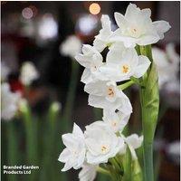 Narcissus 'Paperwhite' Flowering Bulb Gift in Zinc Pot - Fragrant Indoor Perennial