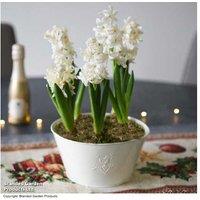 Hyacinth 'White Pearl' Flowering Bulb Gift - Early Spring Fragrance