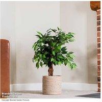 Artificial Ficus Tree - Evergreen Houseplant, 90cm, Realistic Multi-Trunk