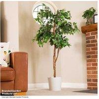Artificial Ficus Tree - Evergreen Indoor/Outdoor Houseplant, 150cm