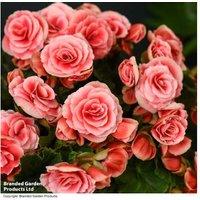 Festive Begonia Borias Rosebud - Indoor Flowering Plant Gift