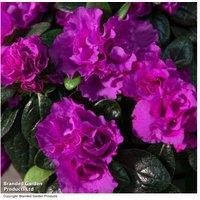 Azalea 'Purple Rosebud' Flowering Shrub in Decorative Zinc Pot