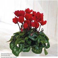 Cyclamen 'Christmas Wish' Red - Flowering Indoor Winter Plant in Zinc Pot