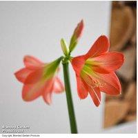 Amaryllis Hippeastrum 'Colibri Rascal' - Flowering Indoor Bulb Gift