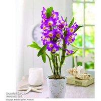 Orchid 'Star Class Lilac' - Scented Flowering Houseplant in Zinc Pot