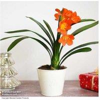 Clivia Miniata Flowering Indoor Plant in Decorative Zinc Pot
