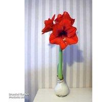 Amaryllis Touch Of Wax Wreath - Low Maintenance Flowering Gift Plant