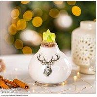 Amaryllis 'Touch of Wax Stag' - Zero-Maintenance Flowering Bulb Gift