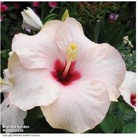 Hibiscus Adonicus Pearl - Flowering Houseplant in Decorative Zinc Pot